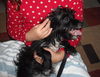 Aleaha the Cairn Terrier Blend Momma