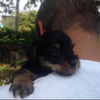 Bentley Boo the ABC's Puppy