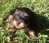 Bentley Boo the ABC's Puppy