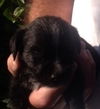 Cooper the ABC's Puppy