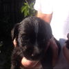 Cooper the ABC's Puppy