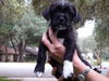 Cooper the ABC's Puppy