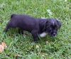 Cooper the ABC's Puppy