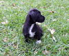 Cooper the ABC's Puppy