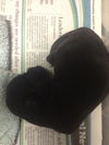 Dolan the ABC's Puppy