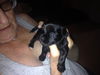 Dolan the ABC's Puppy