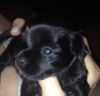 Dolan the ABC's Puppy