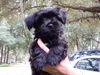 Dolan the ABC's Puppy