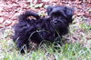 Dolan the ABC's Puppy