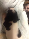 Fenella the ABC's Puppy