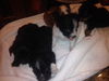 Fenella the ABC's Puppy