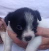 Fenella the ABC's Puppy