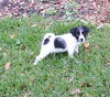 Fenella the ABC's Puppy