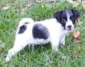 Fenella the ABC's Puppy