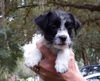 Fenella the ABC's Puppy