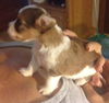 Ellie the ABC Puppy