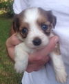 Ellie the ABC Puppy