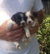Ellie the ABC Puppy