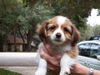 Ellie the ABC Puppy