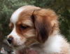 Ellie the ABC Puppy