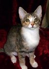 Isabella the Affectionate Declawed Cat