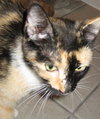 Terpsichore the Sweetest Calico