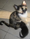 Terpsichore the Sweetest Calico