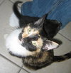 Terpsichore the Sweetest Calico