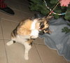 Terpsichore the Sweetest Calico