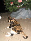 Terpsichore the Sweetest Calico