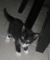 Tin the Kitten