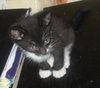 Tin the Kitten