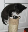 Tin the Kitten