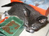 Tin the Kitten