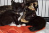 Twyla the Kitten