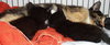 Twyla the Kitten