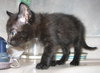 Twyla the Kitten