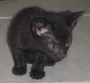 Twyla the Kitten