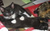 Twyla the Kitten