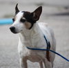 Sweet Pea the Jack Russell Blend