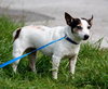 Sweet Pea the Jack Russell Blend