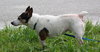 Sweet Pea the Jack Russell Blend