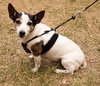 Sweet Pea the Jack Russell Blend