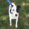 Petey the Senior JRT Blend