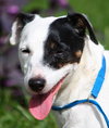 Petey the Senior JRT Blend