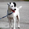 Petey the Senior JRT Blend