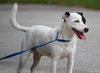 Petey the Senior JRT Blend