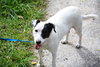 Petey the Senior JRT Blend