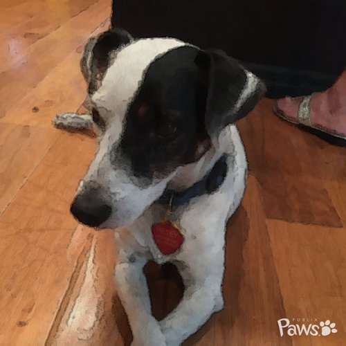 Petey the Senior JRT Blend