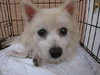 Connor the Senior Pomeranian Blend